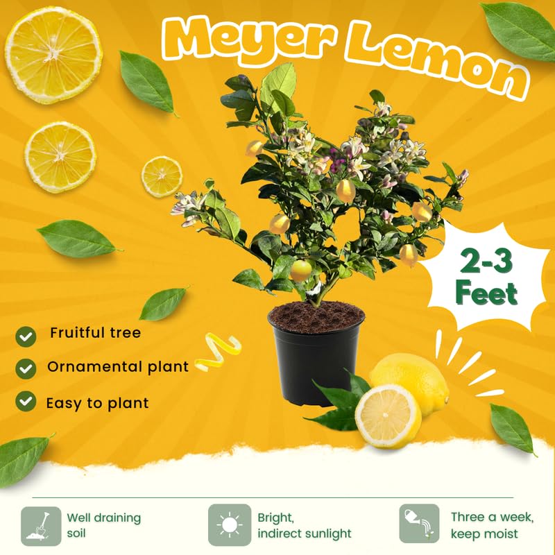 3 Years Old Meyer Lemon Tree Live Plant, Cold Hardy Citrus in 3 Gallon Pot, Fragrant Lemon Citrus Trees, Fruit-Bearing Within 1 Year
