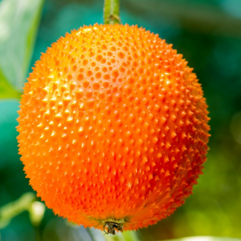 15 Rare Gac Fruit Seeds, Fast-Growing Melon Vine for Outdoor Planting, Tropical Fruit 6 Months Harvesting