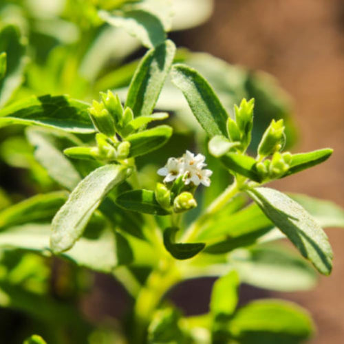 2 Stevia Plants Live Well Rooted in Plugs, Stevia Seedling Starter Plants, 4-6" Tall