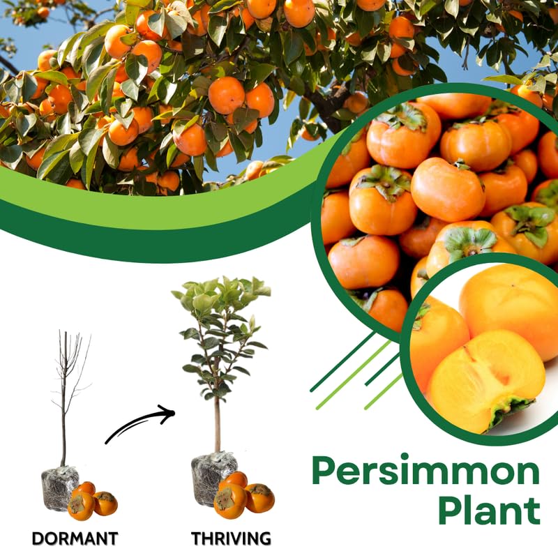 Persimmon Tree Live Plant, 6 to 12 Inches Tall Size Plant, Quart Pot, Dormant in Winter