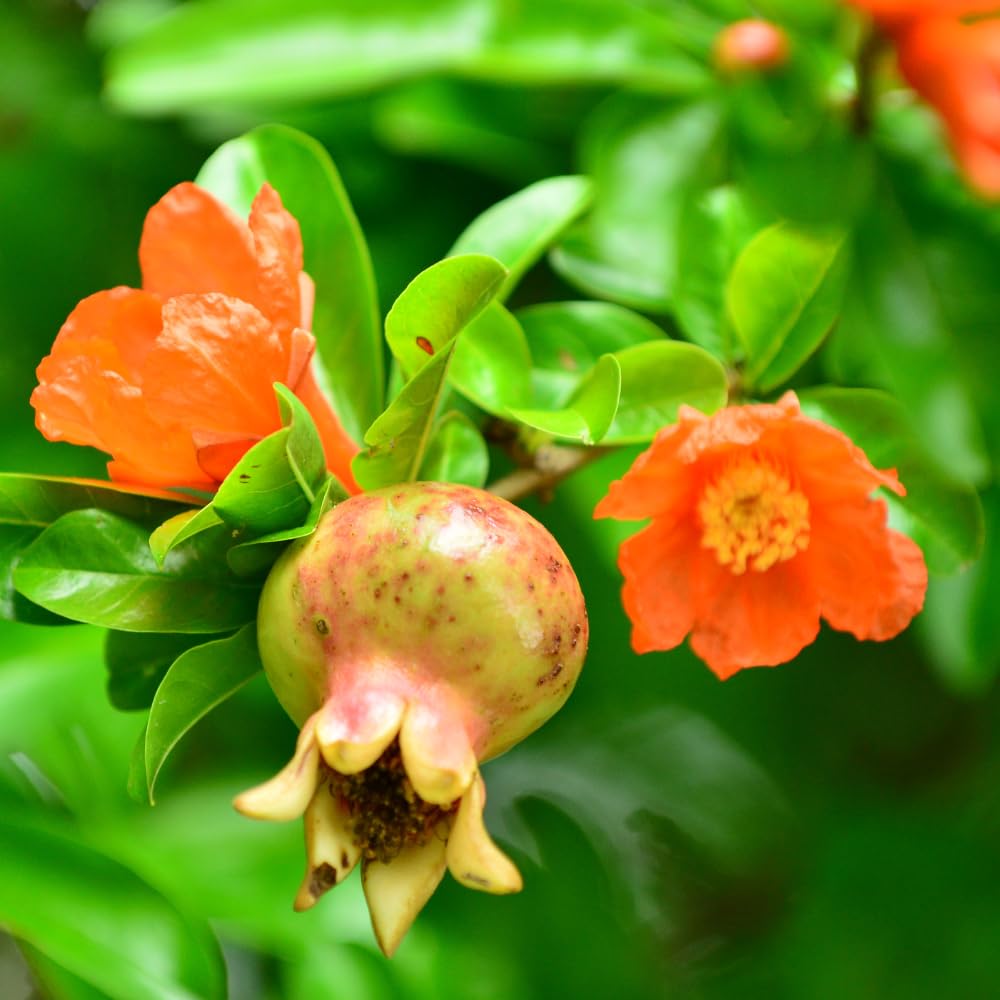 Pomegranate Live Plant in 3 Gallon Pot, 2 Years Old Red Pomegranate Fruit Tree for Outdoor Growing, No Ship to CA