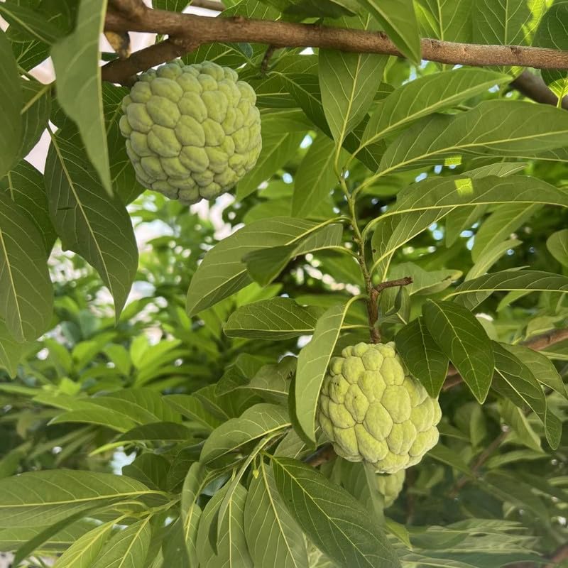 Green Sugar Apple Live Plant 1 Gallon Pot, Custard Apple Tree, Sweetsop Plant for Growing, 24-30" Tall, No Ship to CA