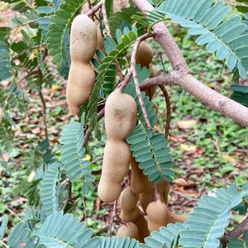 Tamarind Tree Live Plant, Live Tropical Plant 2-3 Feet Height in 3 Gallon Container, Suitable for Garden Planting, No Ship to CA