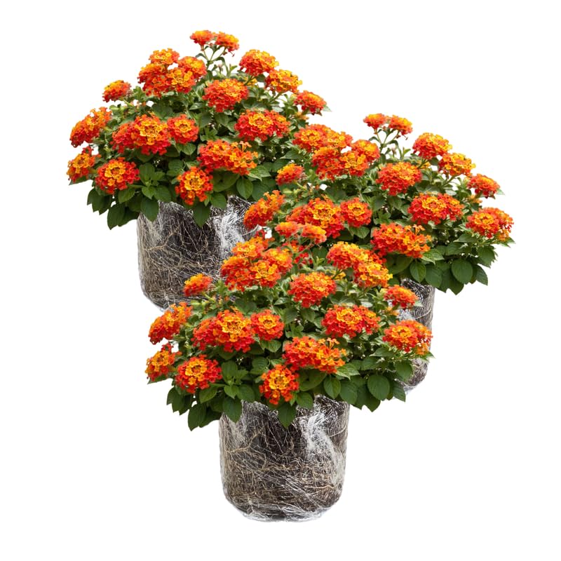 3 Lantana Plants Live, Red Orange Lantana Flower Live Plant, Colorful Perennial Flower Garden, 4 to 7 Inches
