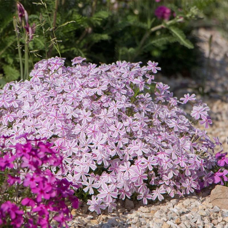 YOKEBOM Set 2 Stripe Creeping Phlox Plants, Hardy Perennial Phlox Flowers, Vibrant Ground Cover for Garden and Landscape, Ready to Grow Plugs 3-5 Inches