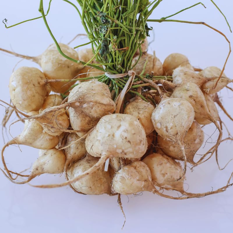 100 Seeds of Jicama Seeds for Planting, Jicama Vegetable Seeds, 100 Seeds