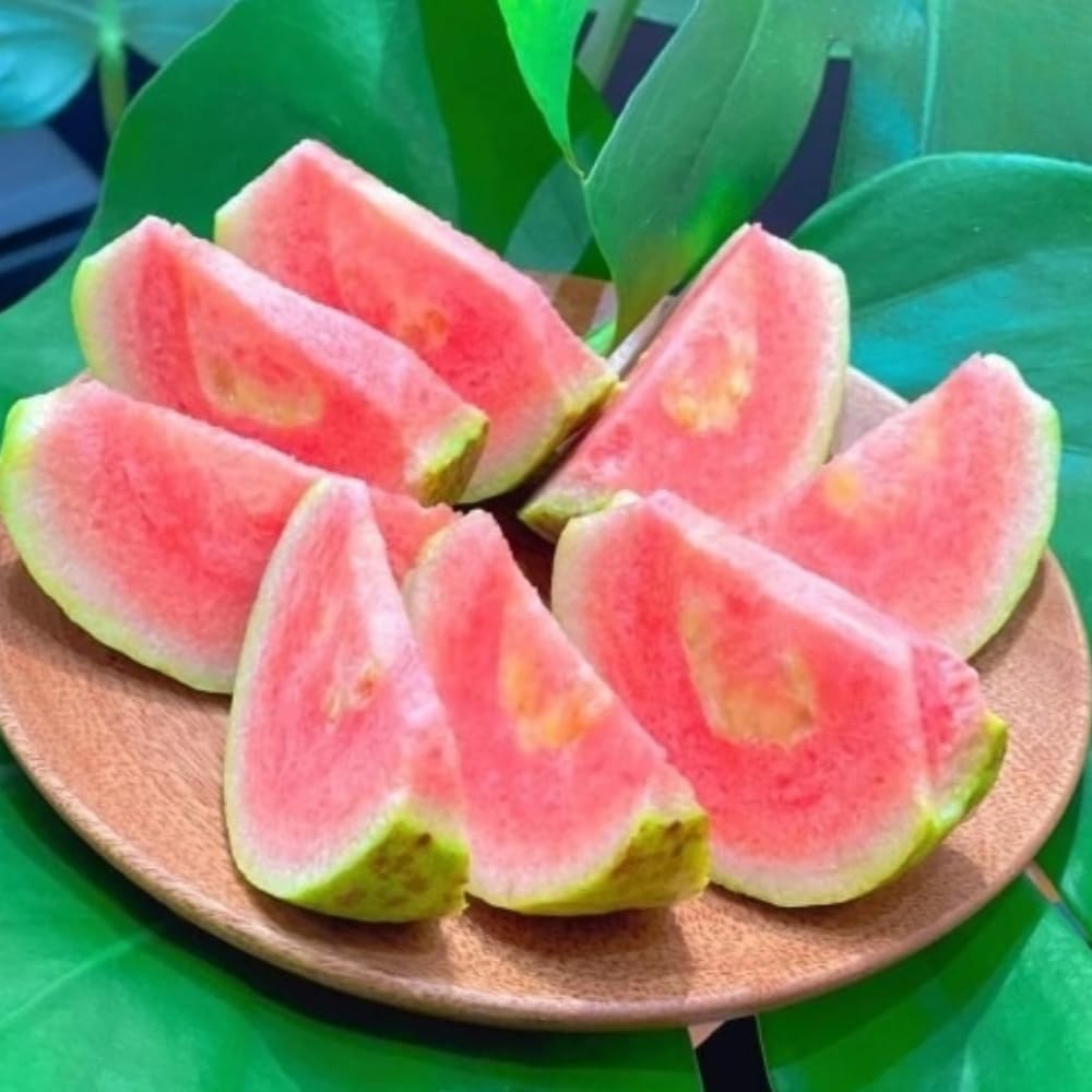 Pink Guava Tree Live Plant, Tropical Guava Fruit Tree for Planting, Sweet Fruit, 2-3' Tall in 3 Gallon Pot, No Ship to CA