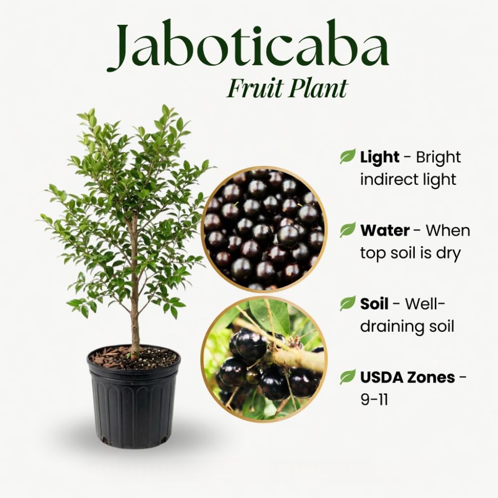 Live Jaboticaba Plant in 3 Gallon Pot, Jaboticaba Sabara Tree Live Plant, 2 to 3 Feet Height, Ready for Garden and Patio, No Ship to CA