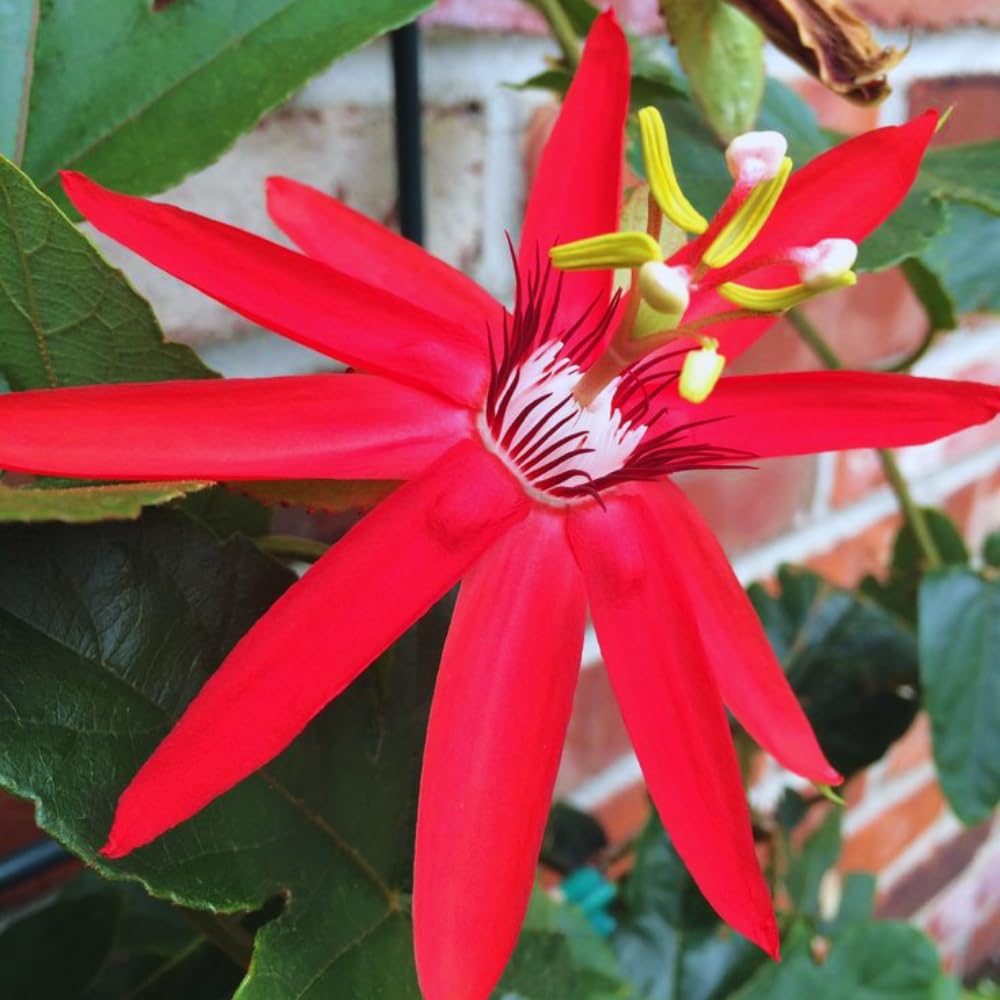 2 Red Passion Flower Plant, Passion Flower Vine Live Plant for Gardening Indoor Outdoor, 5 to 7 Inches Tall