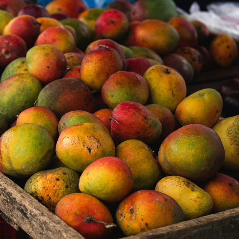 Grafted Mango Trees Live Plants in 3 Gal Pot, Fragrant Mango Fruit Tree from 2 to 3 Feet Tall, Sweet and Fast-Growing, No Ship to CA