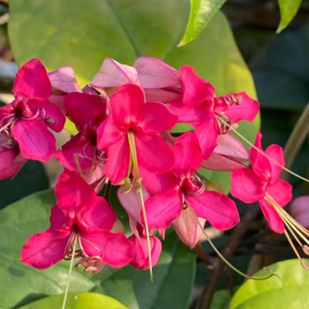 Set 2 Bleeding Heart Live Plants, Perennial Flowering Vine Plants, Fully Rooted 4-6 Inches, Containers and Garden Planting (Red Bleeding Heart Vine)