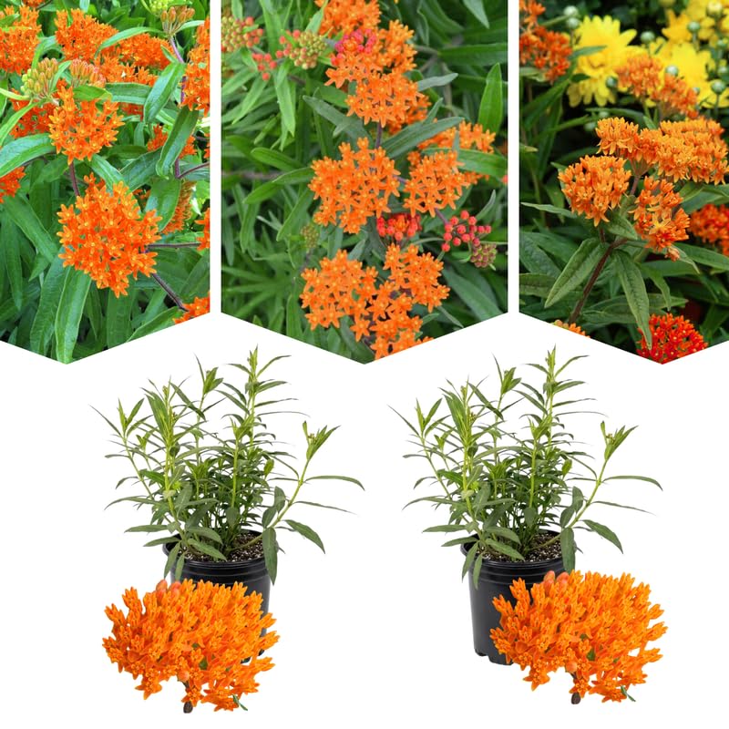 2 Orange Milkweed Plants Live for Spring Planting, Butterfly Mikweed 4-8" in Tall, Asclepias Tuberosa Plants Bush for Perennial Flowers Outdoor Growing