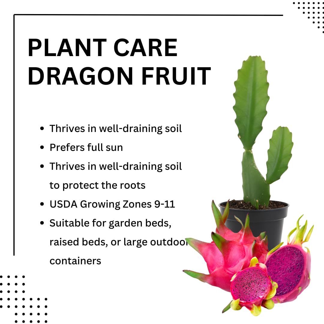 Live Dragon Fruit Plant, Sweet Dragon Fruit Vine Plant, Tropical Plant,1 Gallon Potted for Growing (Red)