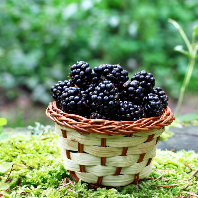 2 BlackBerry Bushes Live Plant, Sweet, Thornless, High Yielding Berries for Outdoor Planting, Fully Rooted 4-7 Inches (Arapaho)
