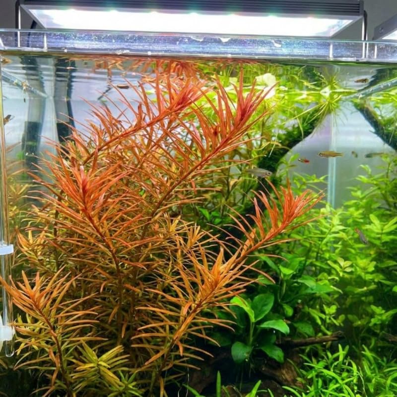 Green Orange Ludwigia Plants Live, 1 Bundle Aquatic Plant