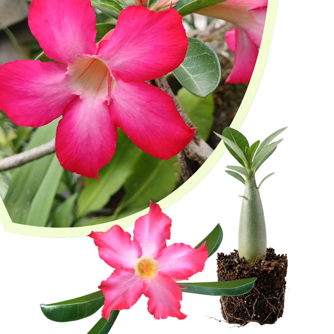 Live Desert Rose Plant, Adenium Obesum Desert Rose, Flowering Succulent, 4-7 Inches Tall for Indoor or Outdoor Planting (Pink Desert Rose)