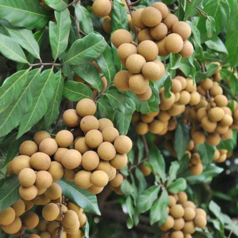 Longan Live Plant, Sweet Longan Tree Potted 3 to 4 Feet, Well Rooted Fruit Tree for Outdoor Garden, No Shipping to CA