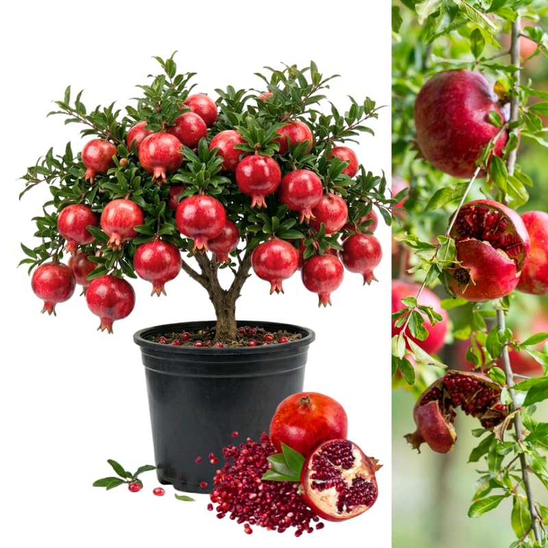 Pomegranate Plant Live, 1-2 Feet Tall, Red Pomegranate Live Plants, Tropical Fruit Tree for Outdoor Indoor Planting, High Yield, Live Cherry Tree in 1 Gallon Pot, Well Rooted, No to CA