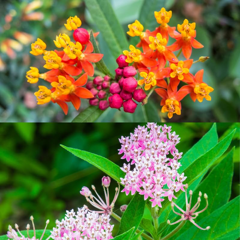 Set 2 Mix Milkweed Plants Live, 5-8" Tall Perennial Butterfly Milkweed Plants, Well Rooted, Asclepias Tuberosa Live Plant