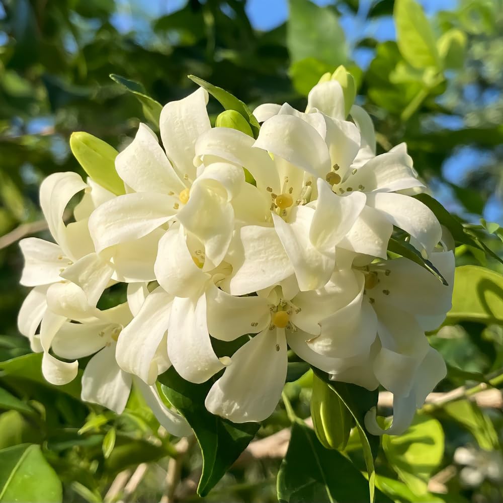 Orange Jasmine Plant Live, Fragrant Jasmine Flower Shrub Plant 3 Feet Tall, No Ship to CA