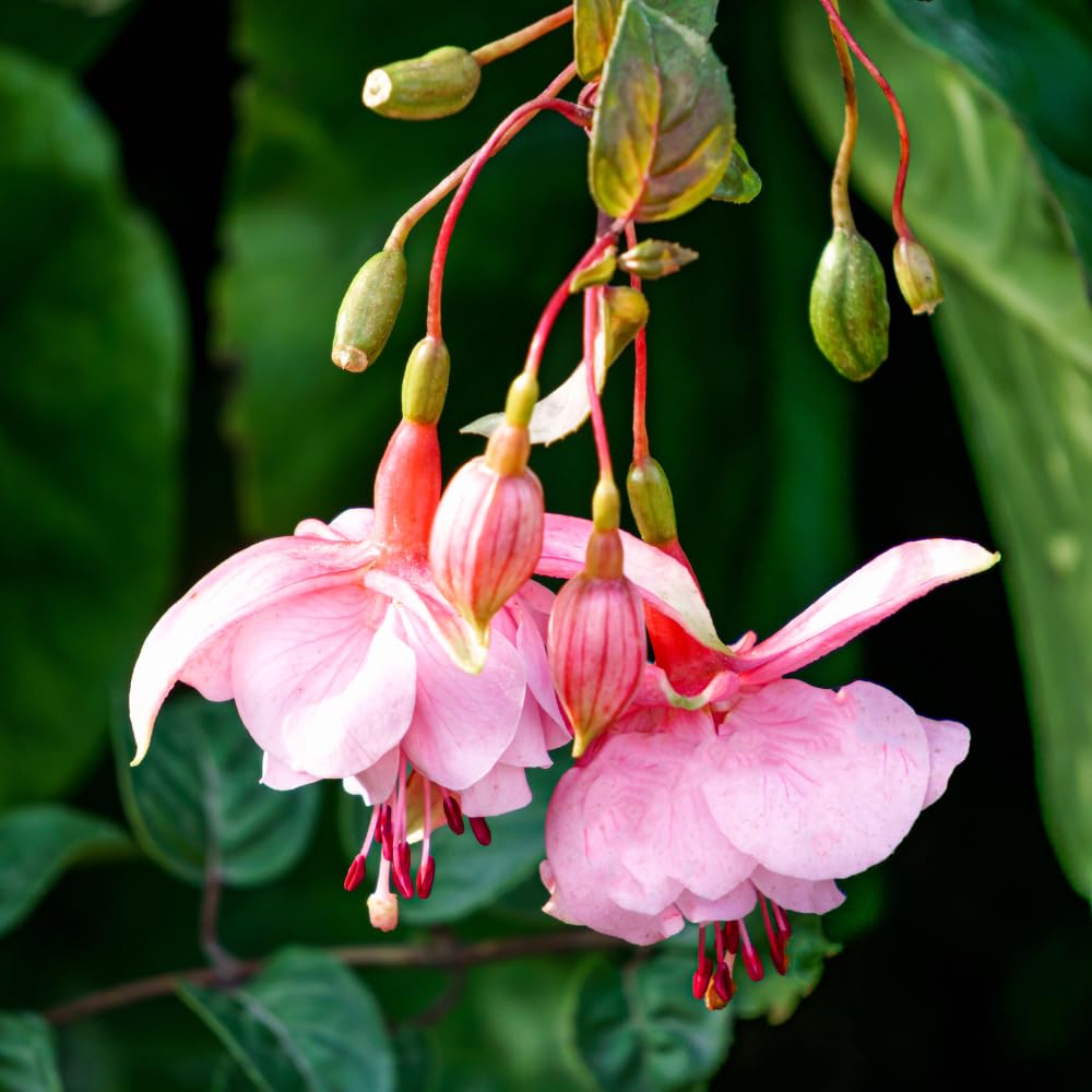Fuchsia Plant Live, Fuchsia Flower Plant, Indoor Outdoor Garden Planting, 4 to 6 Inches