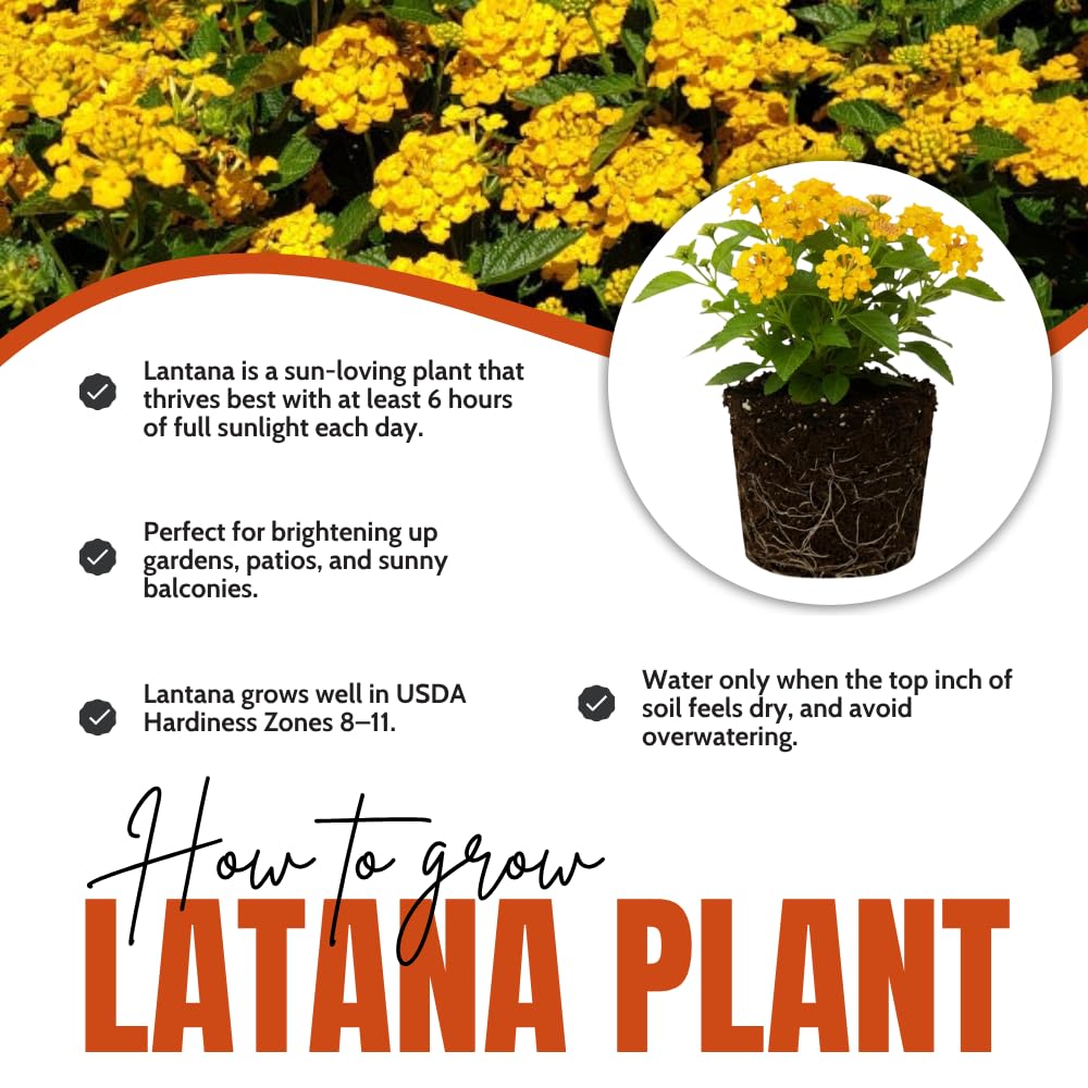 Set of 2 Lantana Plants Live, Trailing Lantana Plant, 4 to 6 Inch Tall for Planting Outdoors (Yellow)