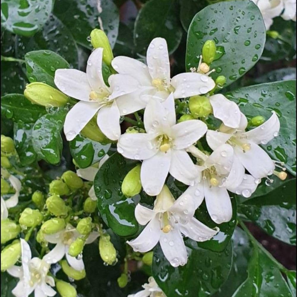 Orange Jasmine Tree Live Plant 2 to 3ft Tall, 3 Gallon Pot, Fragant Arabian Jasmine Plant for Garden, No Ship to CA