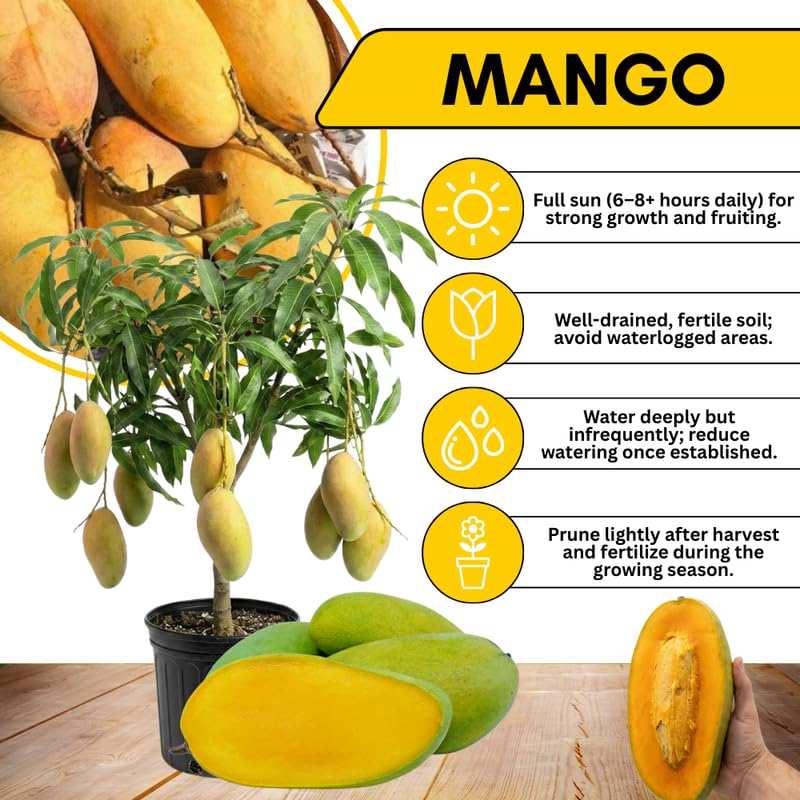 Sweet Mango Tree Live Plant 2.5-3 Ft Tall, Tropical Fruit Tree for Garden Planting, Outdoor Mango Plant in 3 Gallon Pot, No Ship to CA