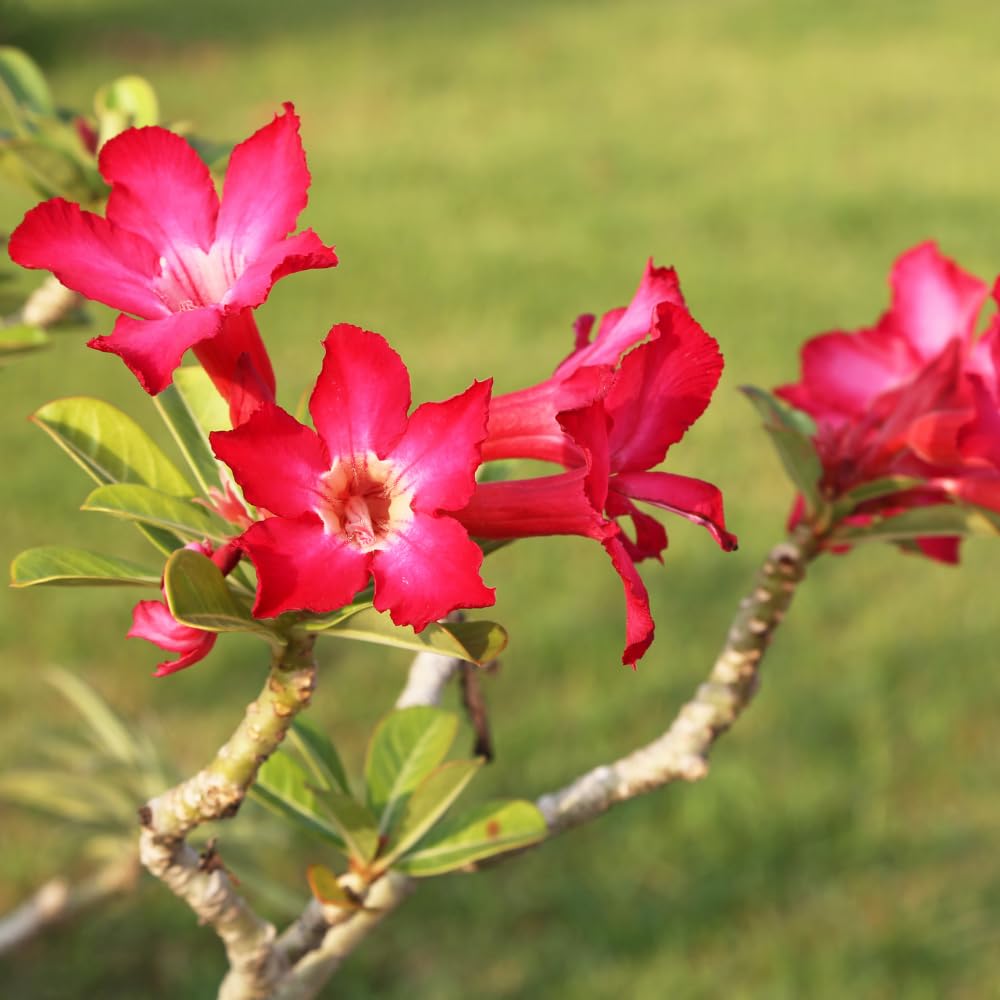 2 Desert Rose Plants Live, Pink Adenium Obesum Desert Rose Flower Plants for Planting Indoor Outdoor Garden, 5 to 9 Inches Tall