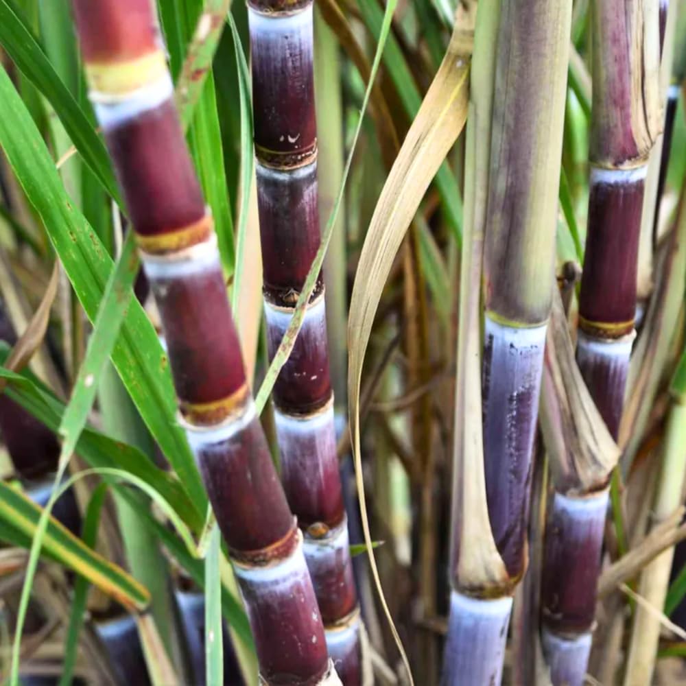40 Purple Sugar Cane Plants Cuttings, 2–3 Node Sugar Cane Live for Spring Planting, Fast Growing Sweet Sugarcane Plants