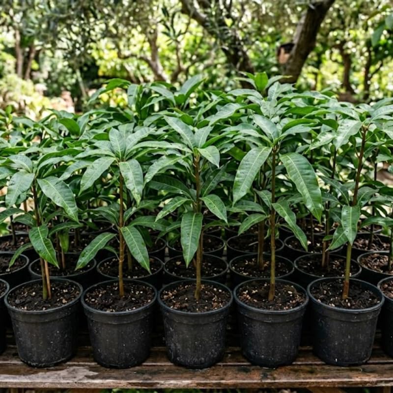 Sweet Mango Trees Live Plants in 3 Gal Pot, Fragrant Mango Fruit Tree from 2 to 3 Feet Tall, Sweet and Fast-Growing, No Ship to CA