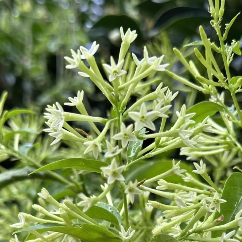 2 Night Blooming Jasmine Plants 4–8 Inch, Live Fragrant Jasmine Flowering Vine, Sweet Scented Blooms, Easy Care Indoor or Outdoor
