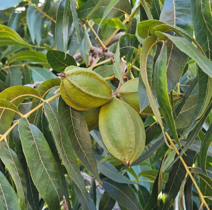 Live Pecan Tree Well Rooted 1.5-2.5 Feet Tall, Hardy Pecan Nut Tree Seedlings, Garden or Landscaping Planting