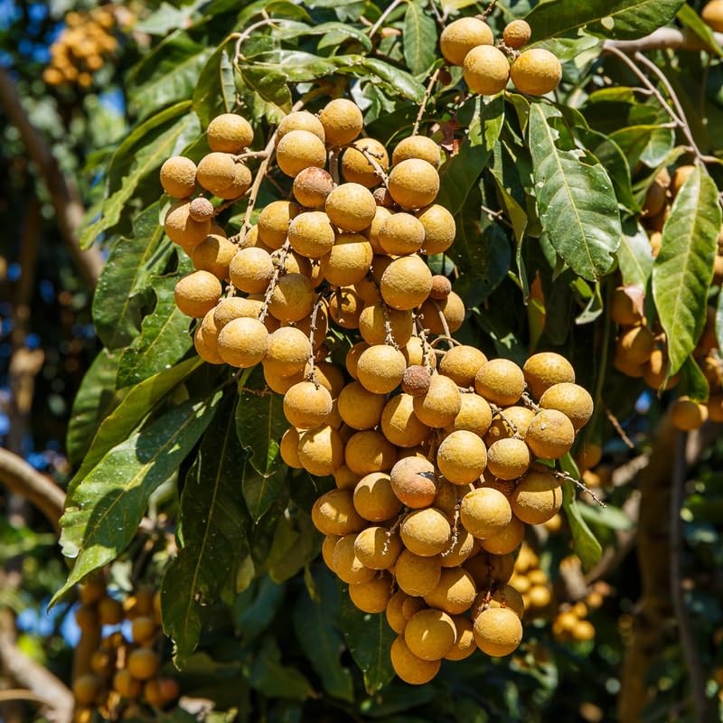 Longan Tree Live Plant, 3 Gallon Pot, 3-4 Ft Tall Longan Fruit Trees Live Plants for Growing Outdoor, No Ship to CA