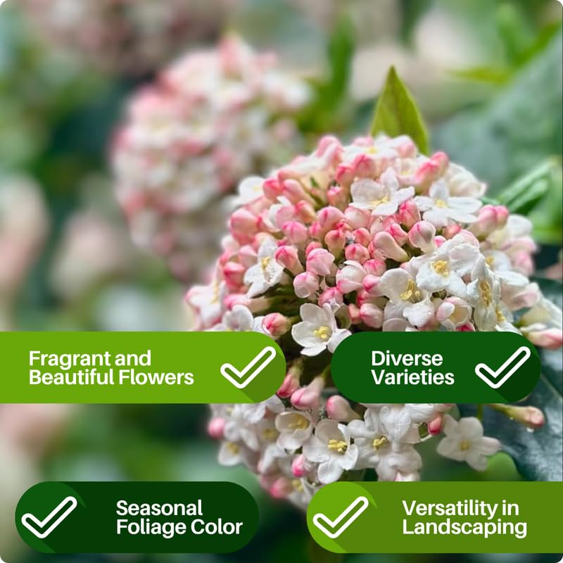 Juddi Viburnum Tree Live Plant Shrub in Pot, Fragrant Flower, Dormant in Winter, 6-12" in Tall, Bare Root to CA, Bush Shrub Spring Blooms