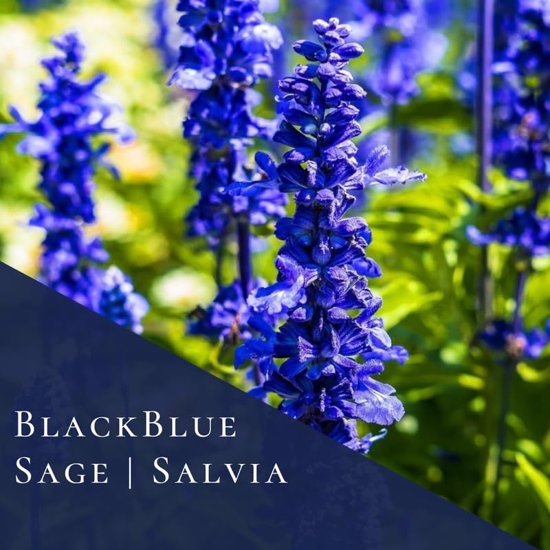 Sets 4 Black Blue Salvia Sage Plants Live for Spring Planting, Size 4-6" in Tall, Fast-Growing and Quick Flower, Perennial Fragrant Shrubs Bush