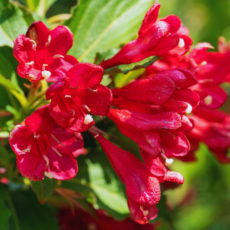 Red Weigela Live Plant, Weigela Plant Bush, 4 Inches Pot