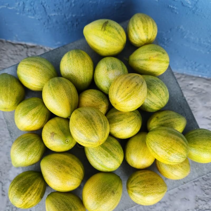 Live Variegated Kumquat Citrus Plant, 1–2 Ft Height, Potted in 3 Gallon Container, Great for Indoor or Outdoor Garden, No Ship to CA