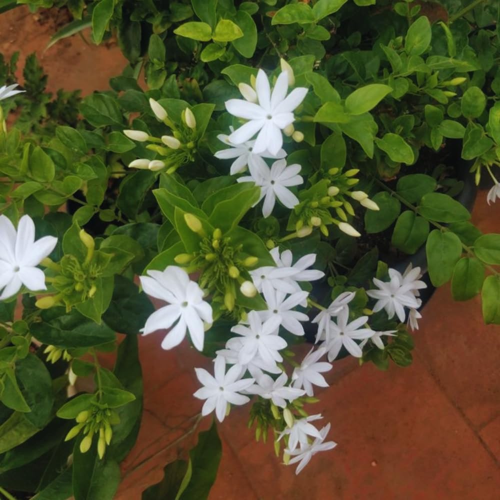 Jasmine Plants Live, Set 3 of White Jasmine Live Plants, 5 Inches to 7 Inches Long, Plant for Indoors Or Outdoor Gardening