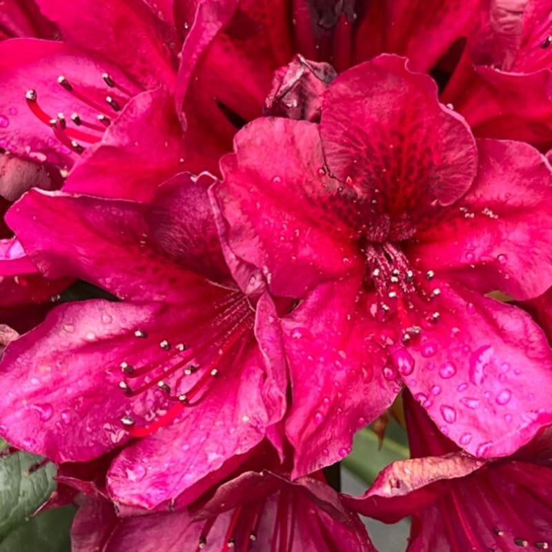 Dark Red Rhododendron Plant Live, Azalea Plants, Rhododendron Azalea Bushes Ready to Plant, Full Sun Outdoor Plants