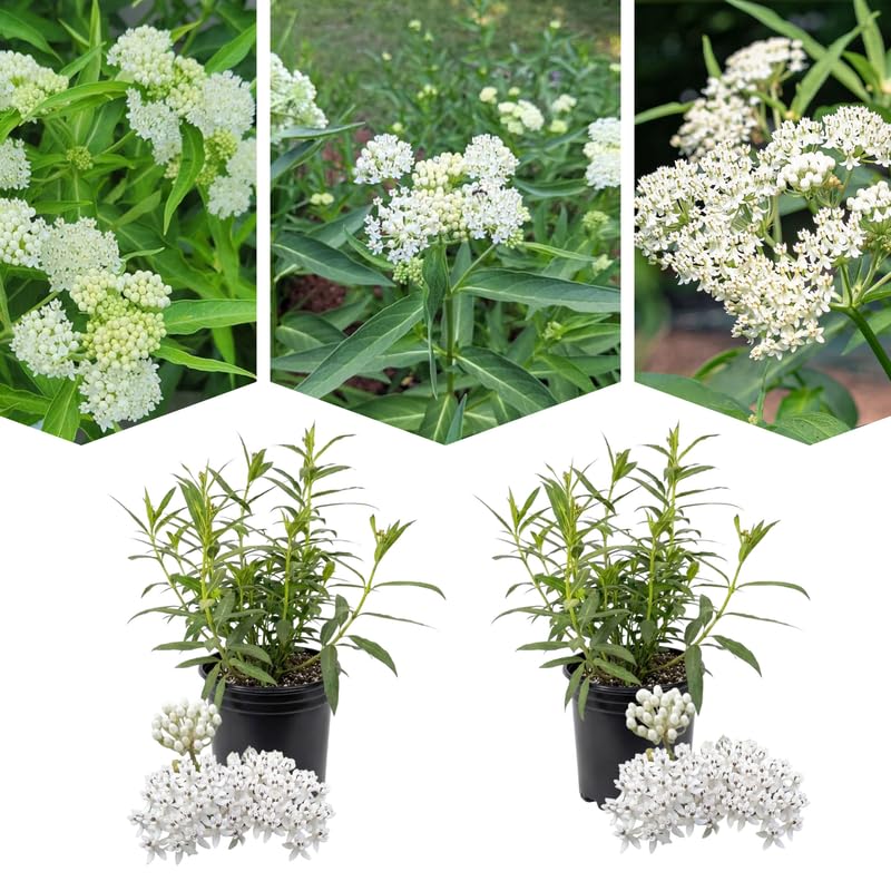 2 White Vining Milkweed Plants Live for Spring Planting, Butterfly Mikweed 4-8" in Tall, Asclepias Tuberosa Plants Bush for Perennial Flowers Outdoor Growing