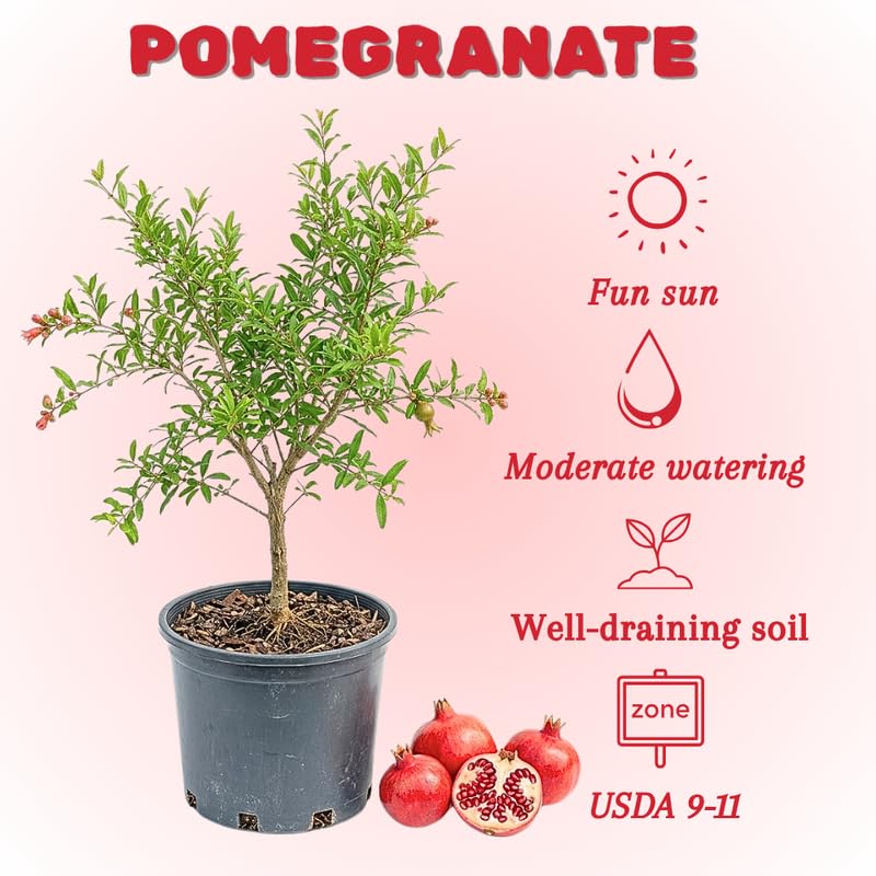 Pomegranate Tree Live Plant, 2-3' Tall in 3 Gallon Pot, Pomegranate Plant Live, Cold Hardy for Planting, No Ship to CA