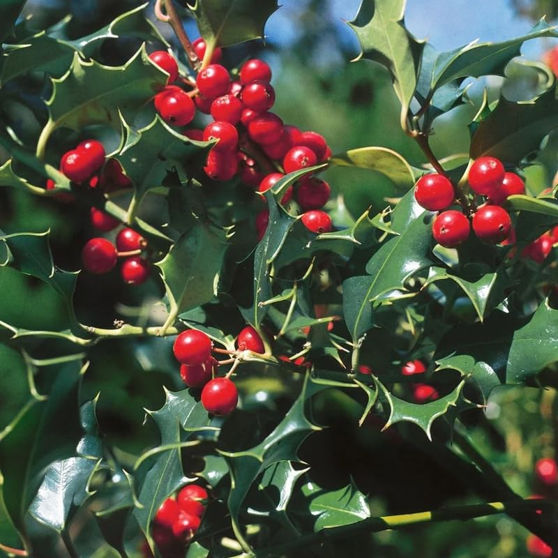 Dragon Holly Tree Live Plant in Quart Pot, Elegant Plant for Landscapes,Yard, Outdoor Planting, Dormant in Winter, Fast Growing Shrub Hardy