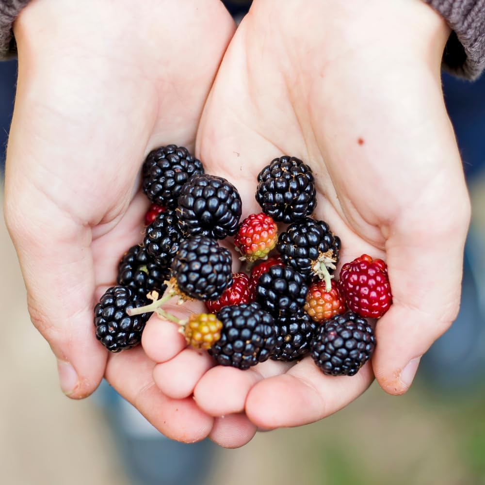 2 BlackBerry Bushes Live Plant, Sweet, Thornless, High Yielding Berries for Outdoor Planting, Fully Rooted 4-7 Inches (Triple Crown)
