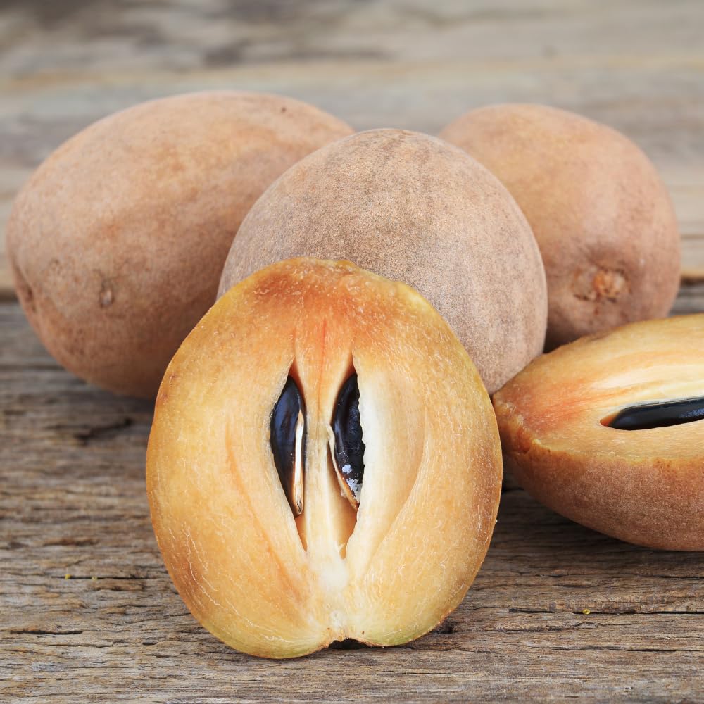 10 Sapodilla Seeds for Planting, Tropical Fruit Tree Seeds for Garden andContainers