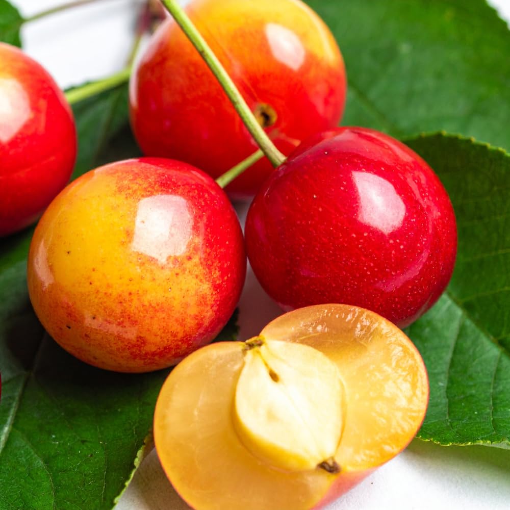 Rainier Cherry Trees Live Plants, Golden Red Cherry Black Cherry Tree, Well Rooted in 3 Gallon Pot, 3-4 Feet Tall, Hardy Cherries Fruit Tree Live Plant for Outdoor Garden, No Ship to CA