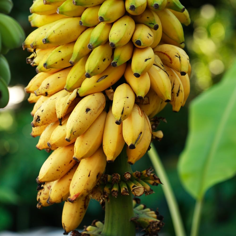 2 Namwah Banana Plants Live, Banana Fruit Tree Starter, Indoor Outdoor Planting, 4-6 Inches Tall