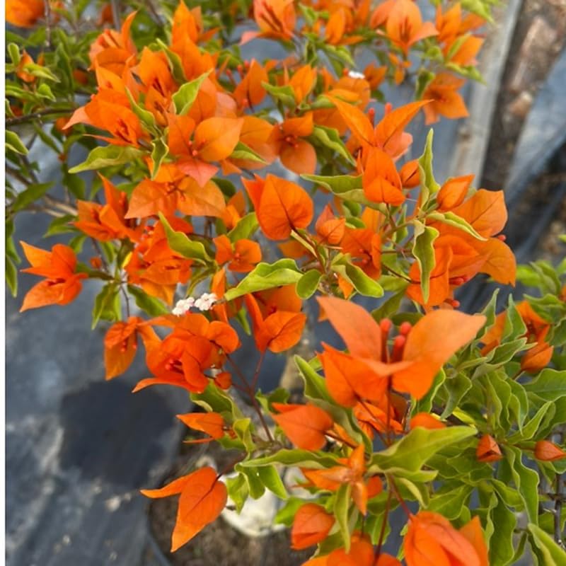 Set 2 Bright Orange Bougainvillea Plants, 5-8" Tropical Bougainvillea Plant Starter, Colorful Perennial Blooms, Live Well Rooted Plant