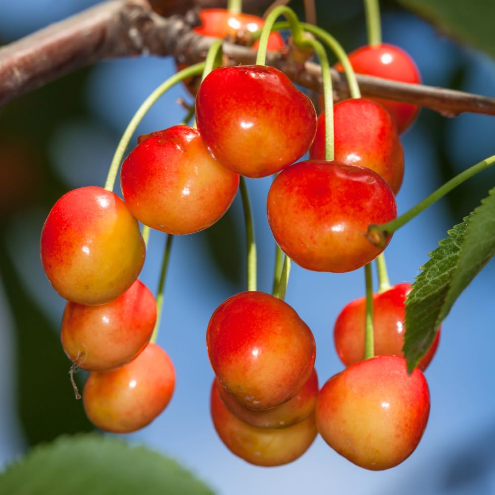 Rainier Cherry Trees Live Plants, Golden Red Cherry Black Cherry Tree, Well Rooted in 3 Gallon Pot, 3-4 Feet Tall, Hardy Cherries Fruit Tree Live Plant for Outdoor Garden, No Ship to CA
