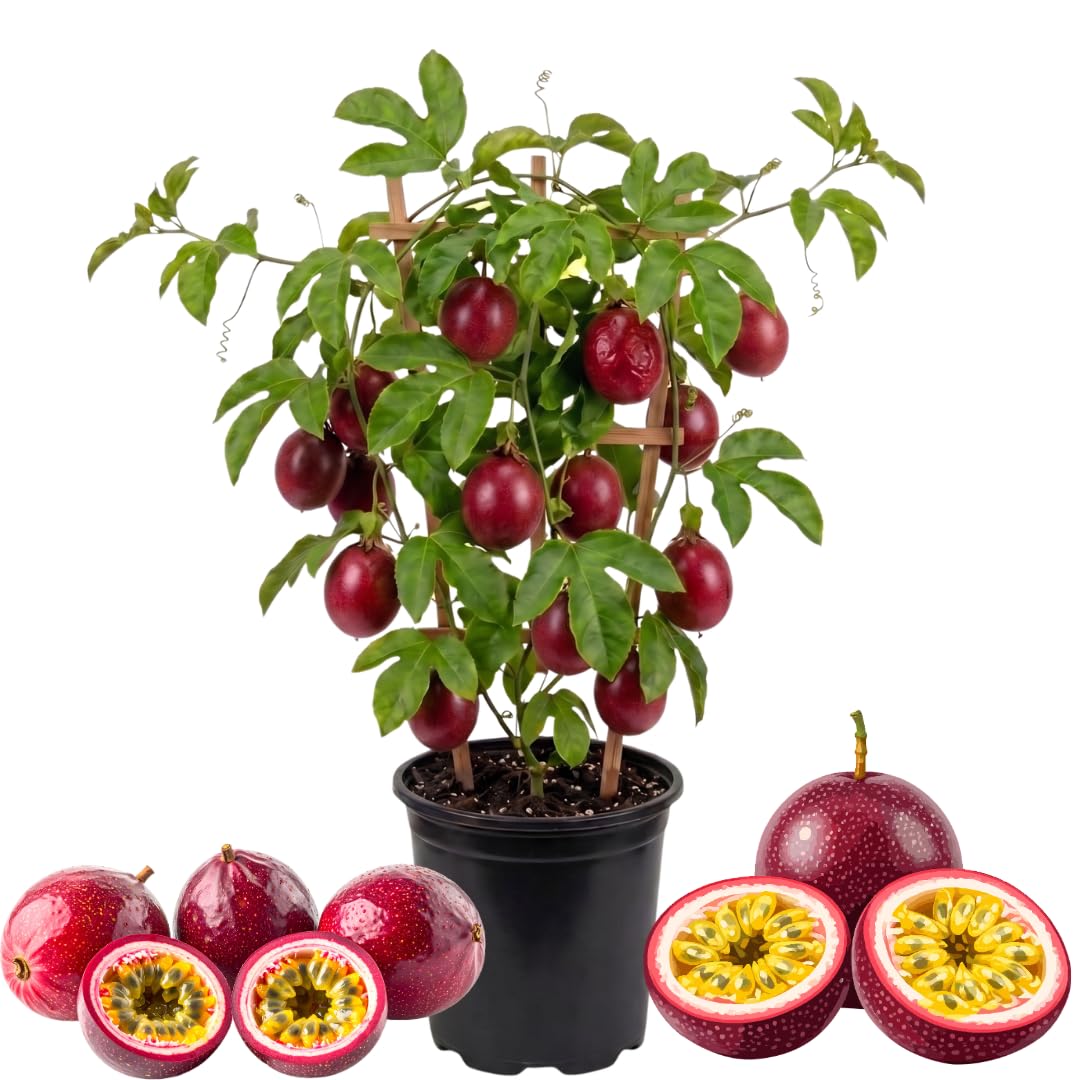 Red Passion Fruit Plant, Passion Fruit Vine in 1 Gallon Pot for Planting Outdoors, No Ship to CA